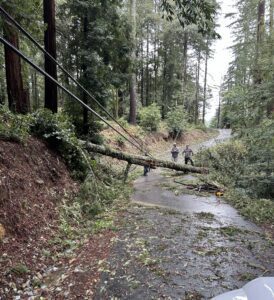 Downed Tree on Utility Pole