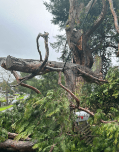 downed tree on power line