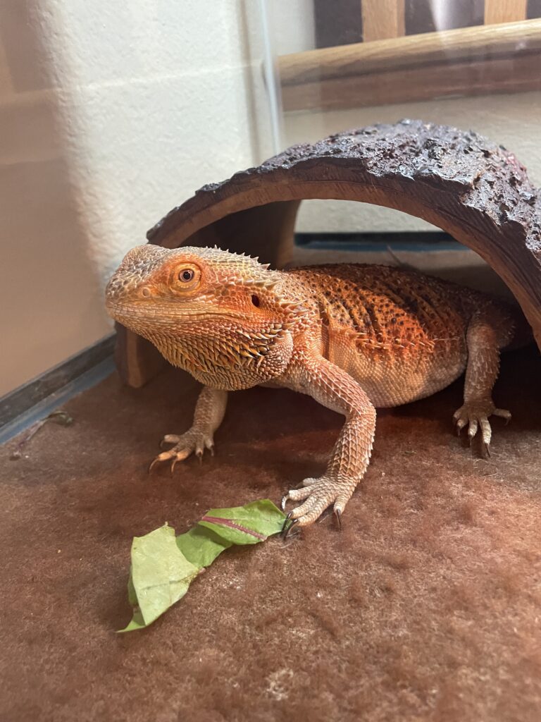 Celebrating National Pet Day with Comcast Pets