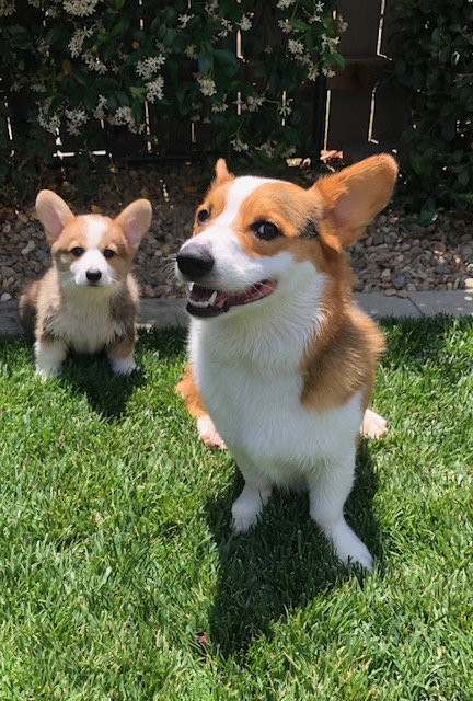 Celebrating National Pet Day with Comcast Pets